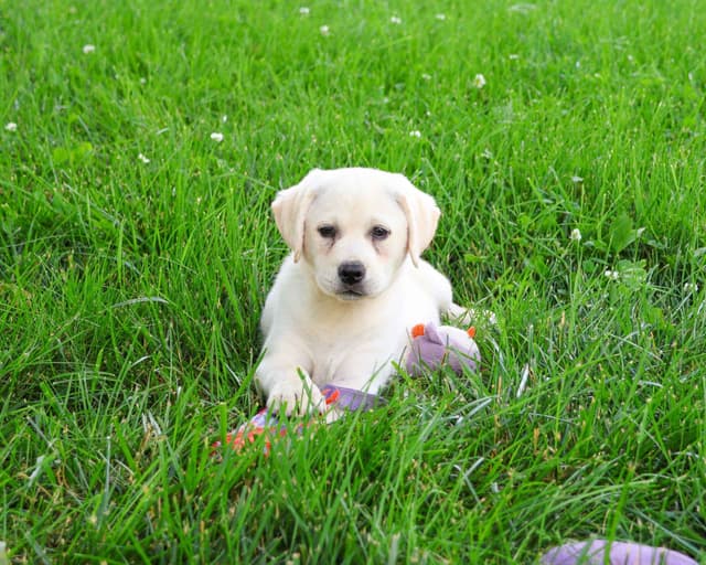 Labrador Retriever Puppies media 3