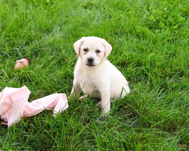Labrador Retriever Puppies media 4