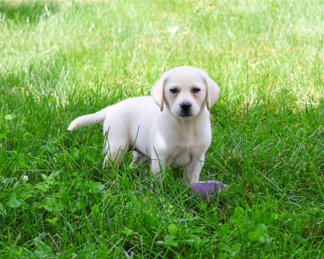 Labrador Retriever Puppies media 5