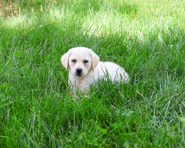 Labrador Retriever Puppies media 6