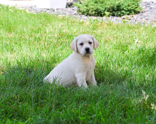 Labrador Retriever Puppies media 7