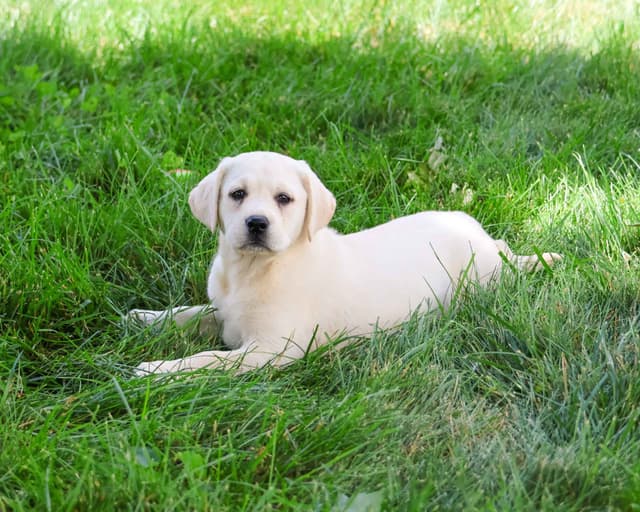 Labrador Retriever Puppies media 8