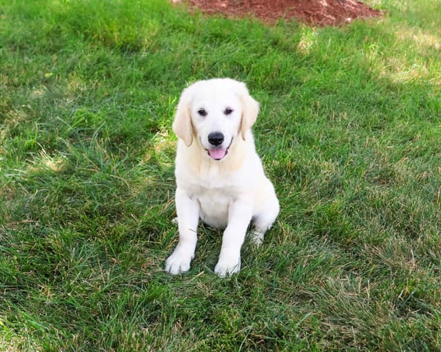 Golden Retriever Puppies media 2