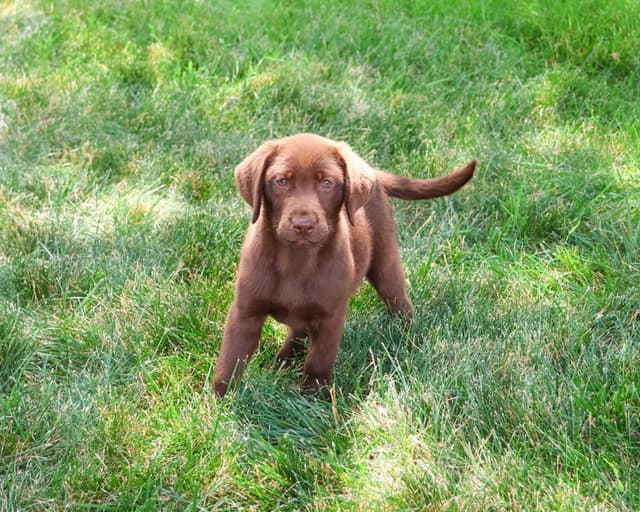 Labrador Retriever Puppies media 2