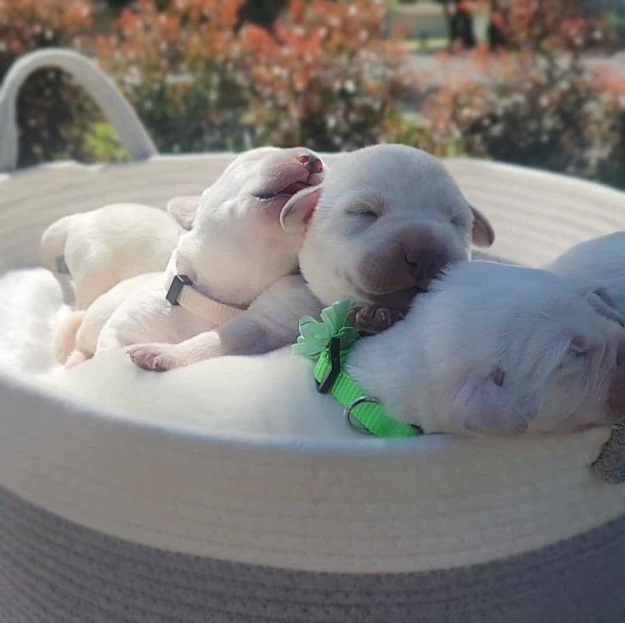 White English Labrador Retriever Males breeder image 1