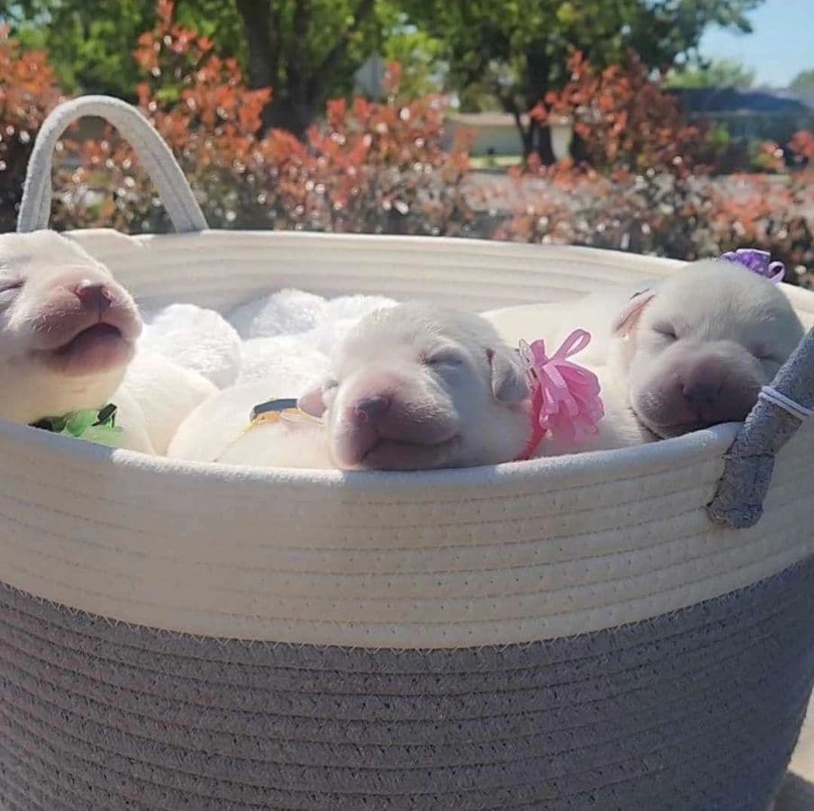 White English Labrador Retriever Males breeder image 2