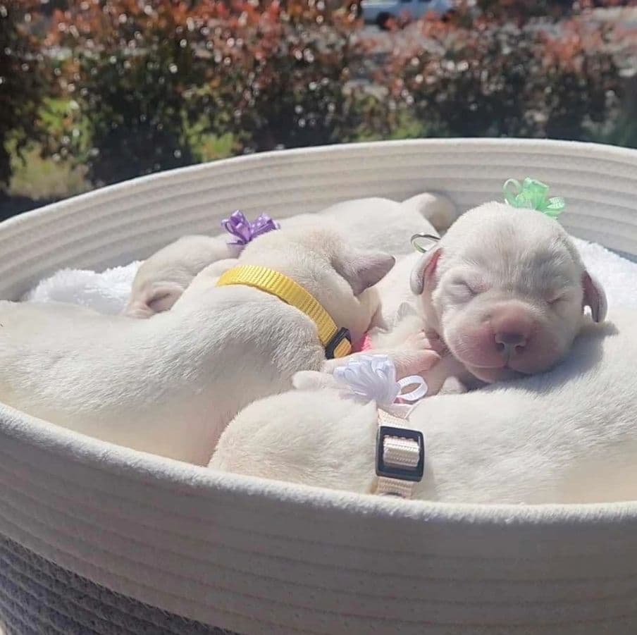 White English Labrador Retriever Males breeder image 3