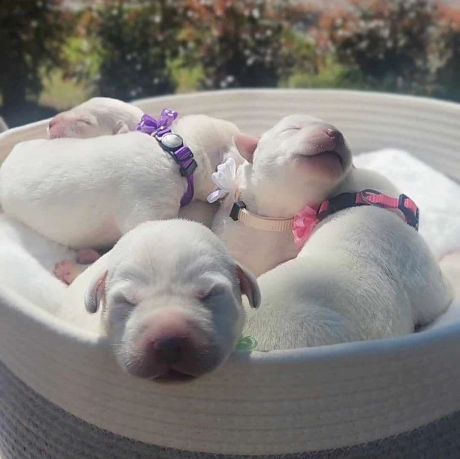 White English Labrador Retriever Males breeder image 4