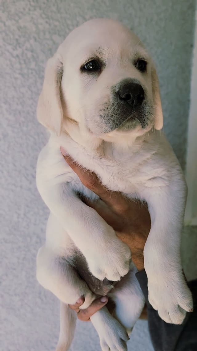 White English Labrador Retriever Males media 2