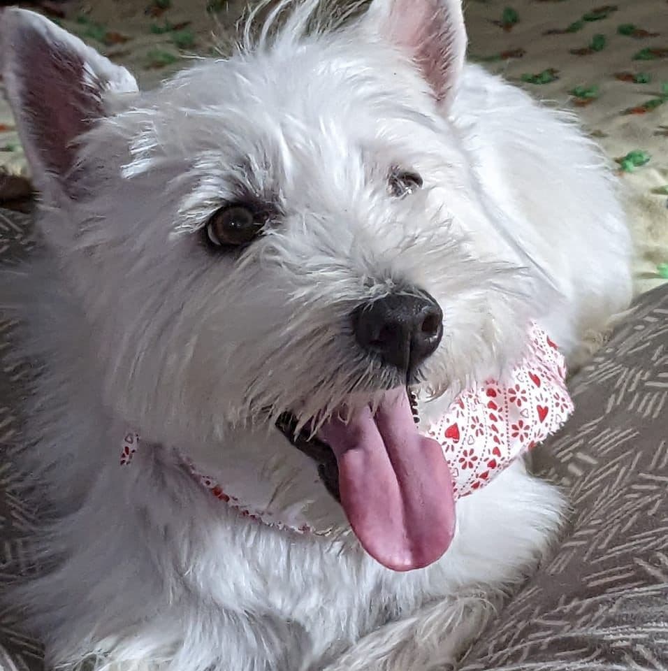 West Highland White Terrier Puppies breeder image 1