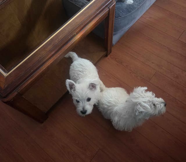 West Highland White Terrier Puppies media 3