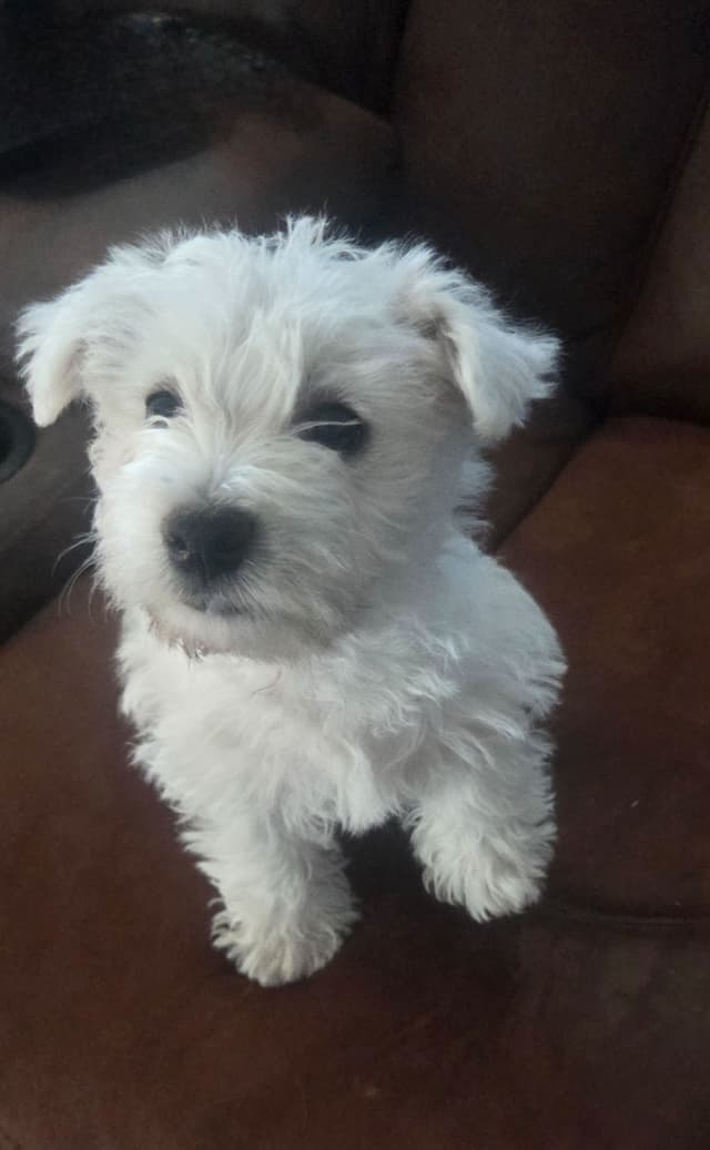 West Highland White Terrier Puppies media 2