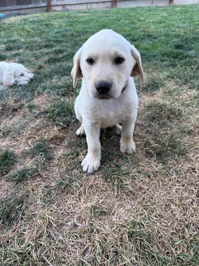 Labrador Retriever Puppies media 2