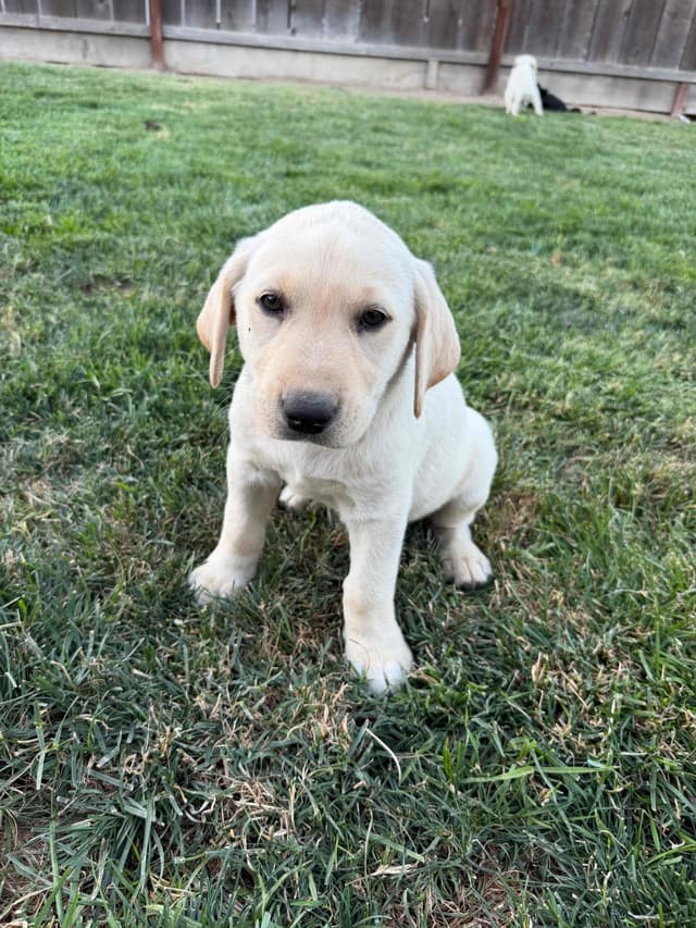 Labrador Retriever Puppies media 3