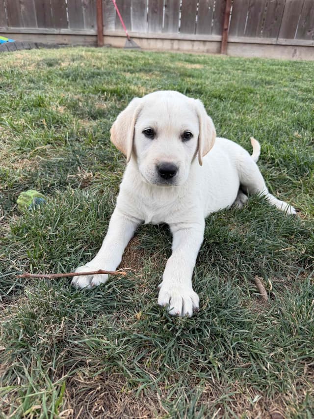 Labrador Retriever Puppies media 4