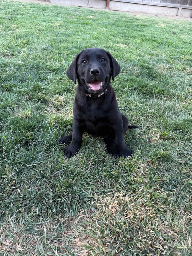 Labrador Retriever Puppies media 5