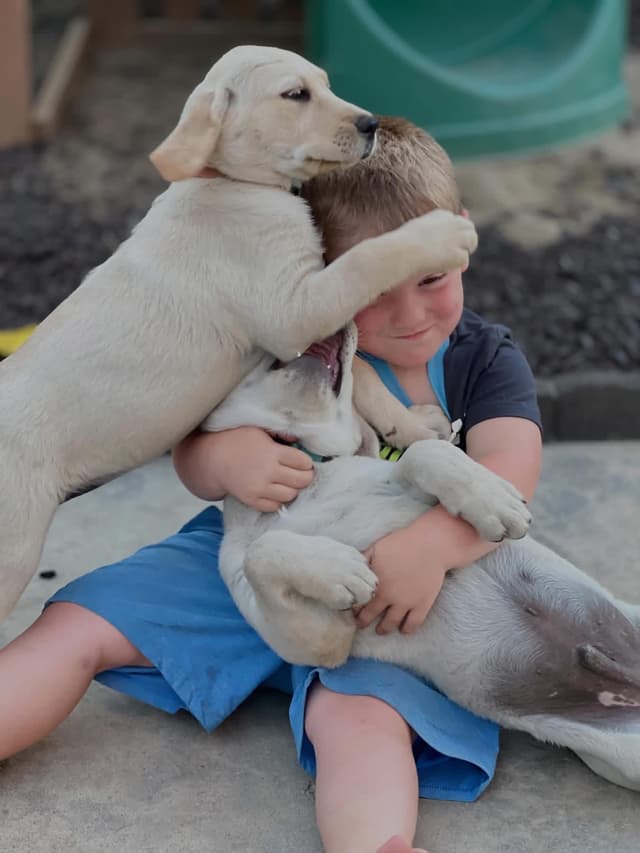 Labrador Retriever Puppies media 7