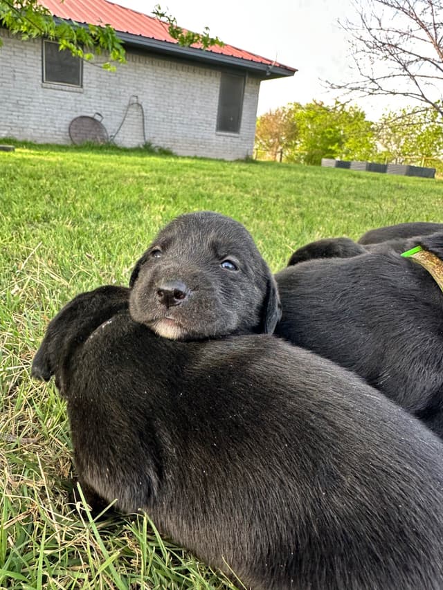 Labrador Retriever Puppies media 2