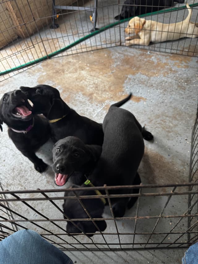 Labrador Retriever Puppies media 3