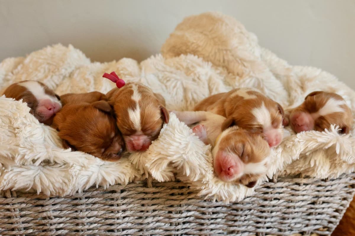 Cavalier King Charles Spaniel Puppies breeder image 3