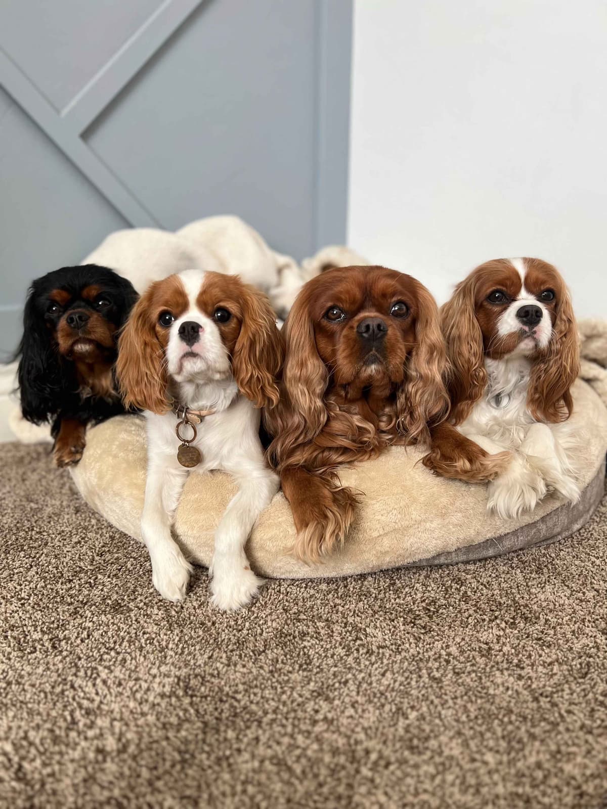 Cavalier King Charles Spaniel Puppies breeder image 4