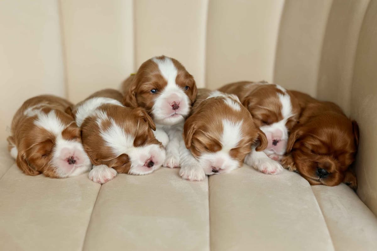 Cavalier King Charles Spaniel Puppies breeder image 5
