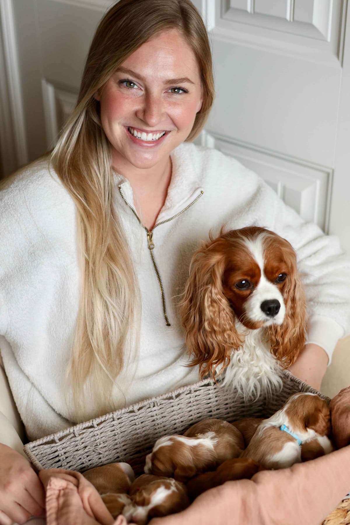 Cavalier King Charles Spaniel Puppies breeder image 9