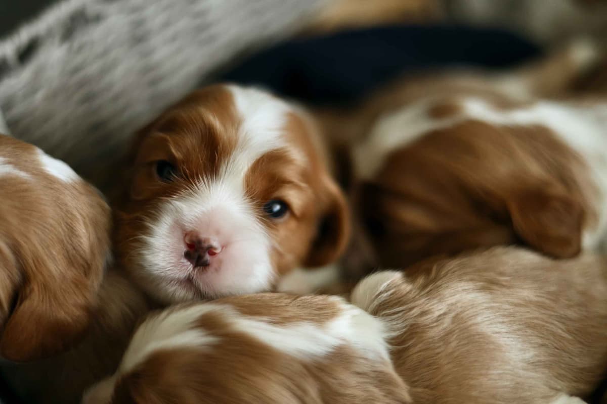 Cavalier King Charles Spaniel Puppies breeder image 7