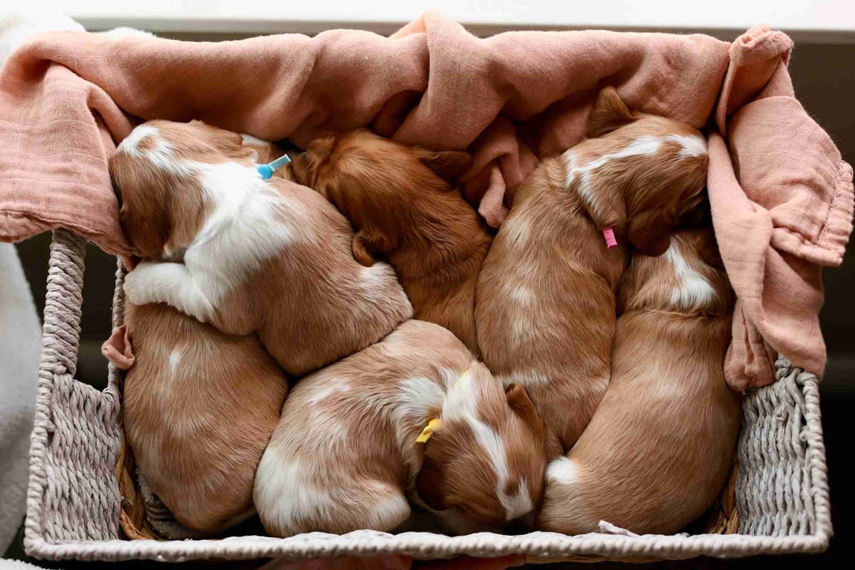 Cavalier King Charles Spaniel Puppies breeder image 8
