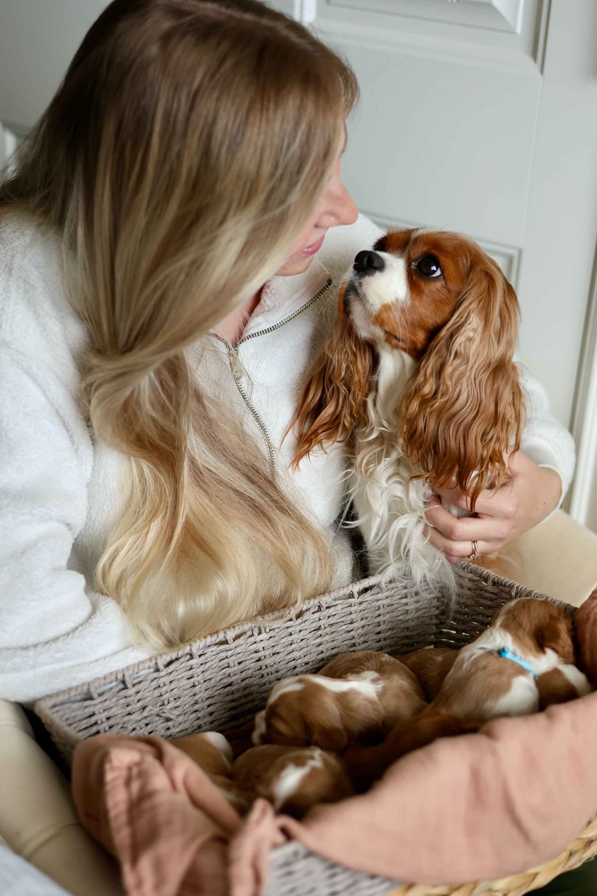 Cavalier King Charles Spaniel Puppies breeder image 10