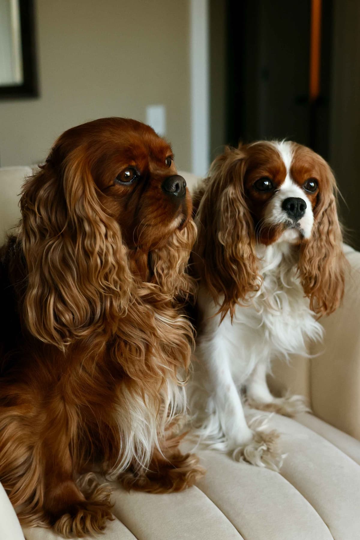 Cavalier King Charles Spaniel Puppies breeder image 11