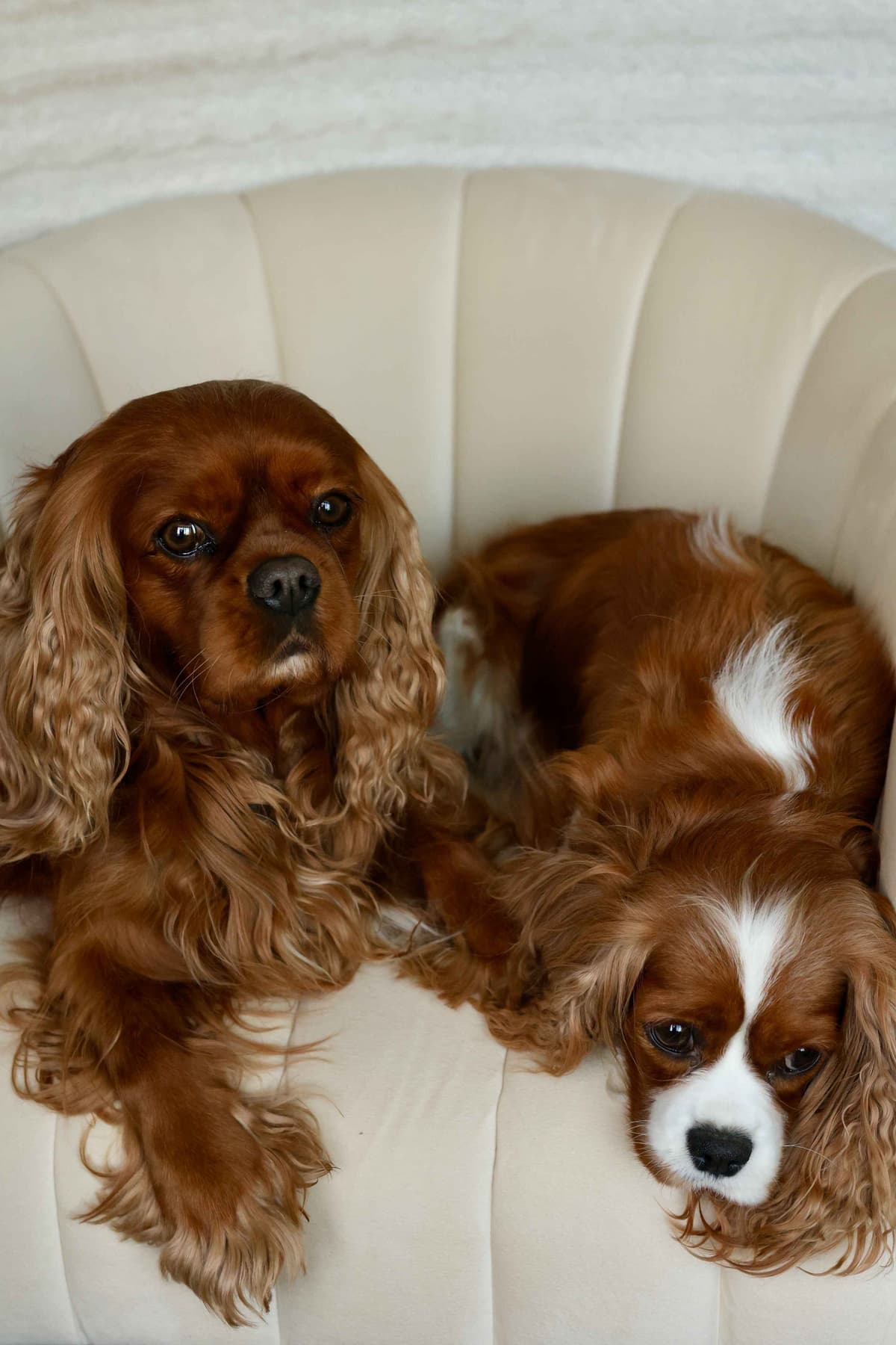 Cavalier King Charles Spaniel Puppies breeder image 12