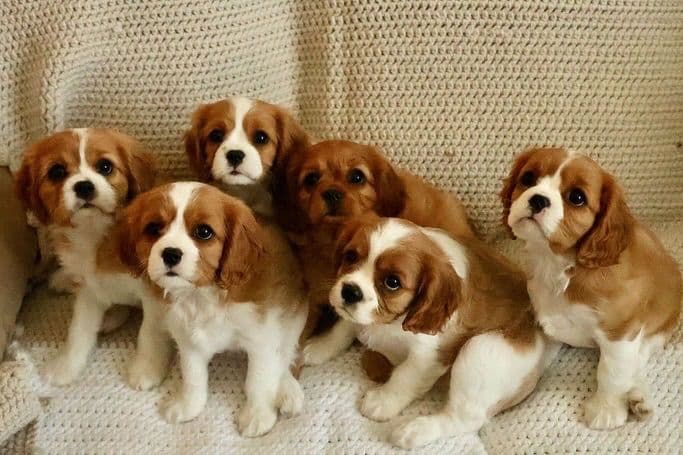 Cavalier King Charles Spaniel Puppies breeder image 13