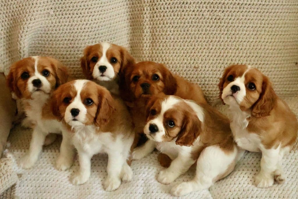 Cavalier King Charles Spaniel Puppies breeder image 1