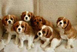 Bella Notte Cavaliers
