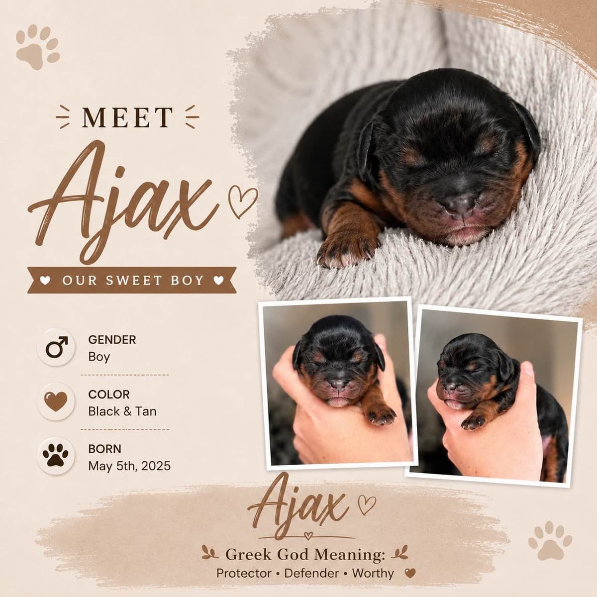 Cavalier King Charles Spaniel Puppies photo 3