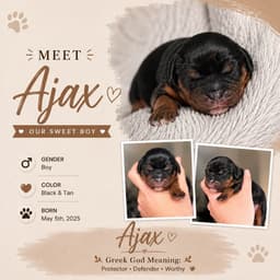 Cavalier King Charles Spaniel Puppies thumbnail 3