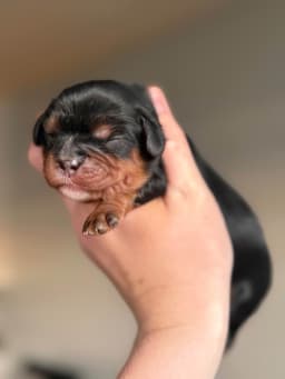 Cavalier King Charles Spaniel Puppies thumbnail 5
