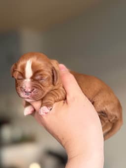 Cavalier King Charles Spaniel Puppies thumbnail 6