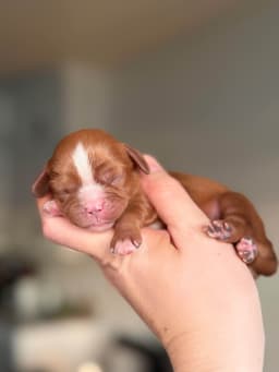 Cavalier King Charles Spaniel Puppies thumbnail 8