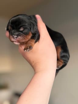 Cavalier King Charles Spaniel Puppies thumbnail 7