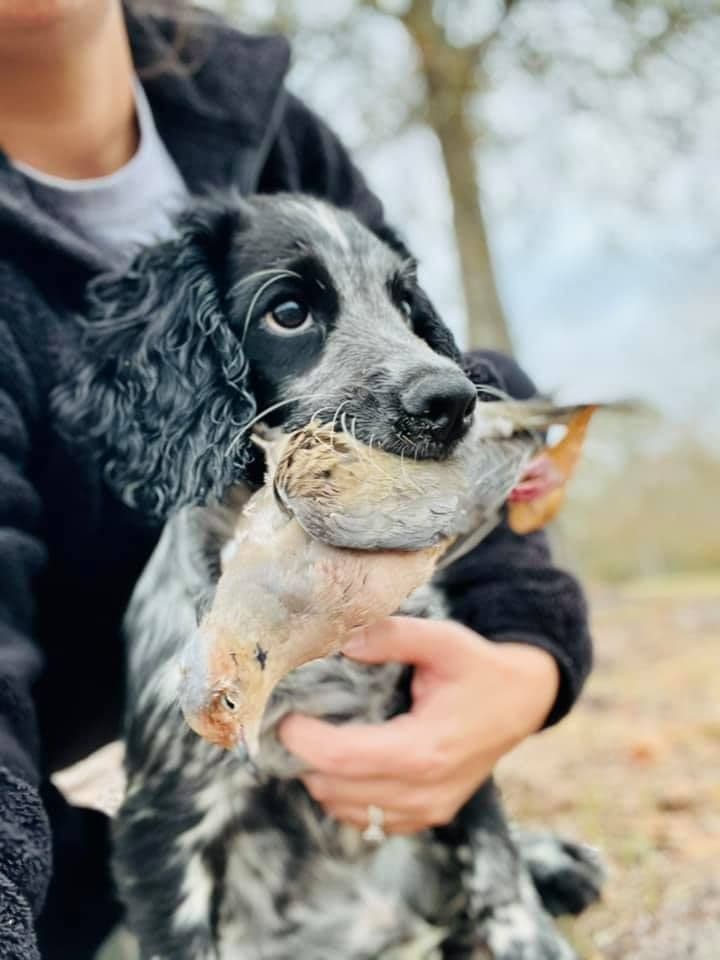 English Cocker Spaniel Puppies breeder image 7