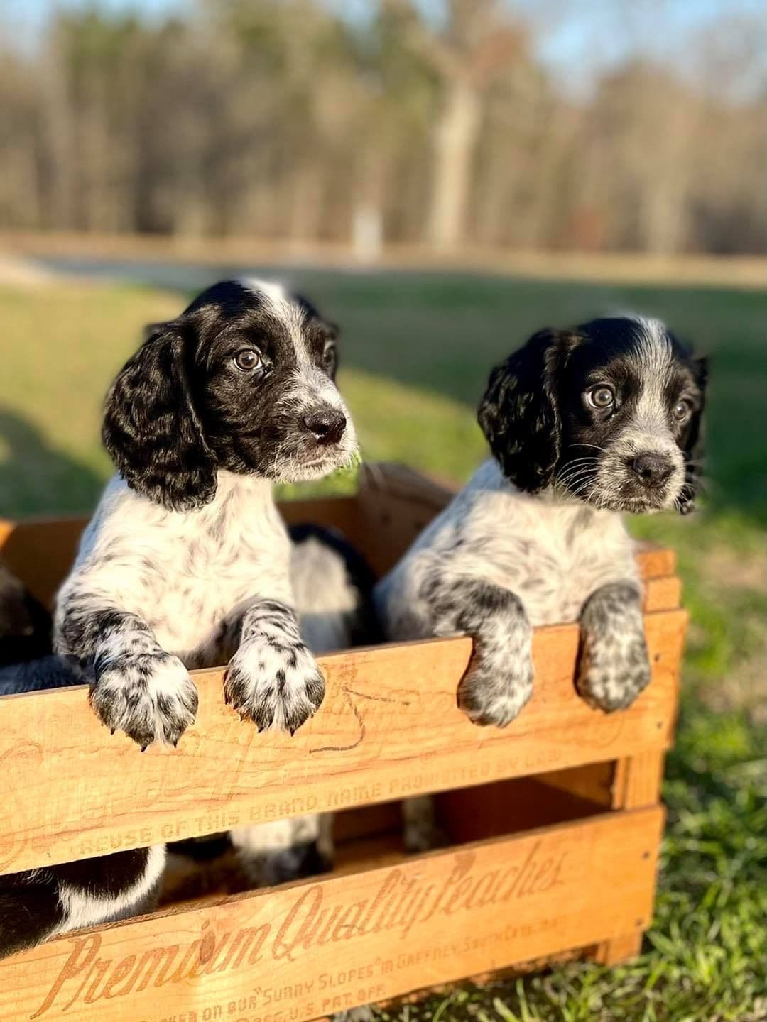 English Cocker Spaniel Puppies breeder image 8