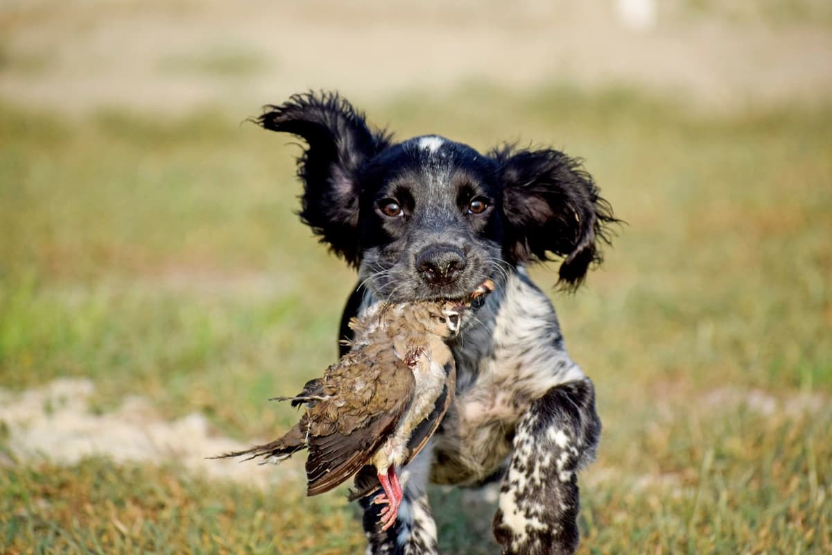 English Cocker Spaniel Puppies breeder image 10