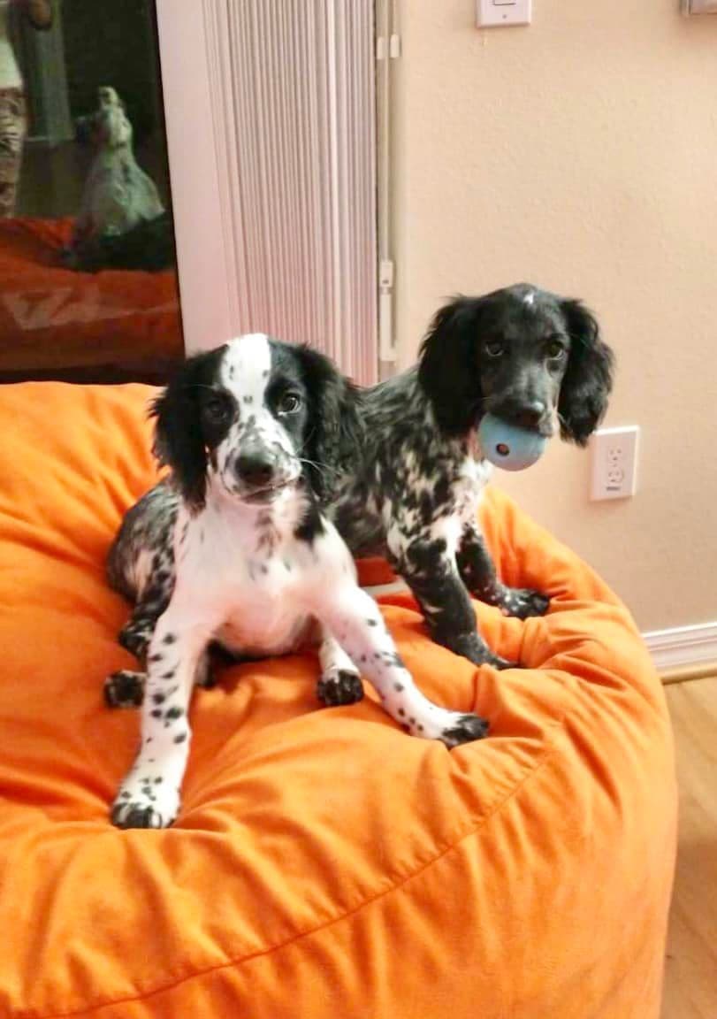 English Cocker Spaniel Puppies breeder image 14