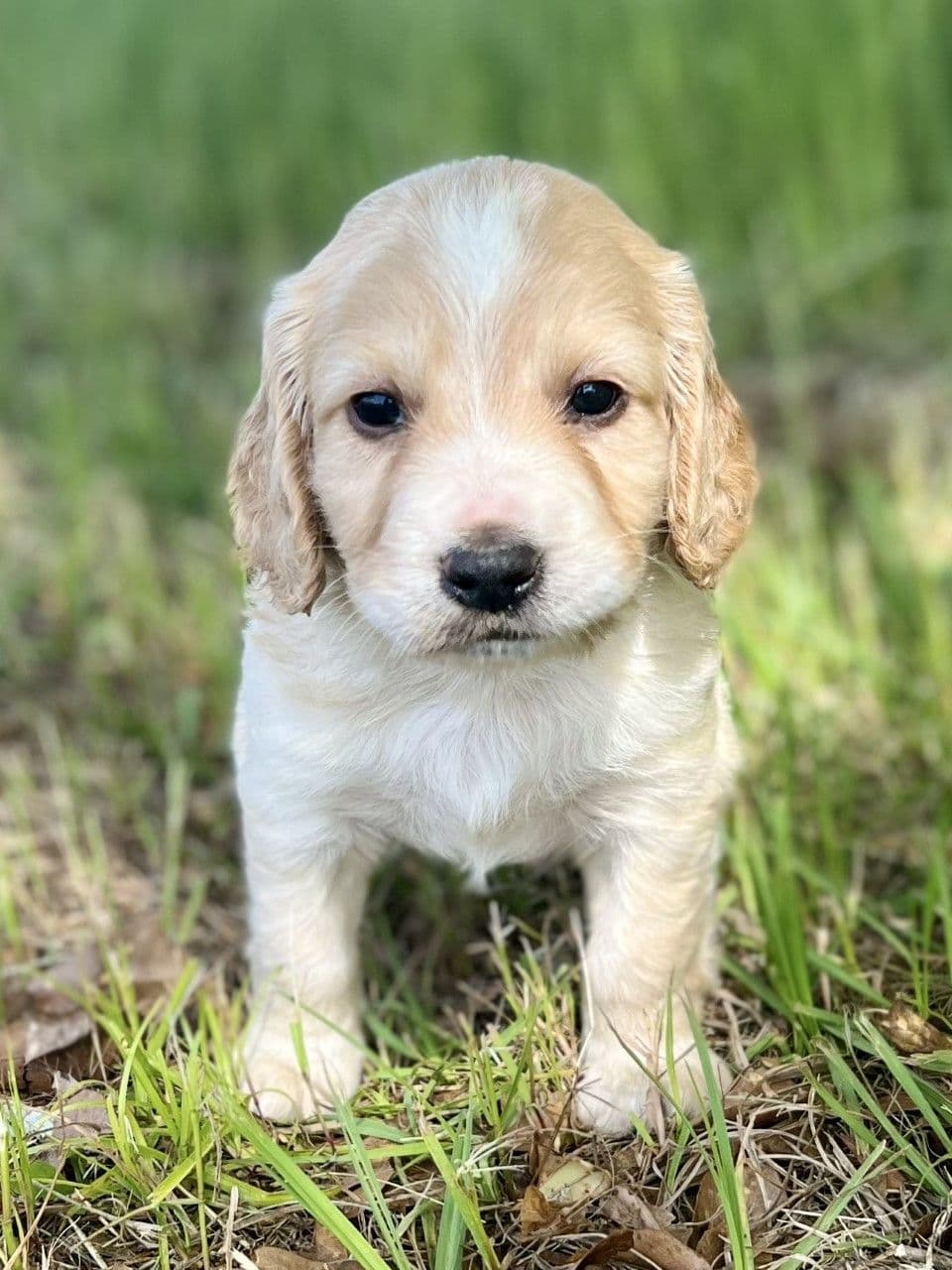 English Cocker Spaniel Puppies breeder image 15