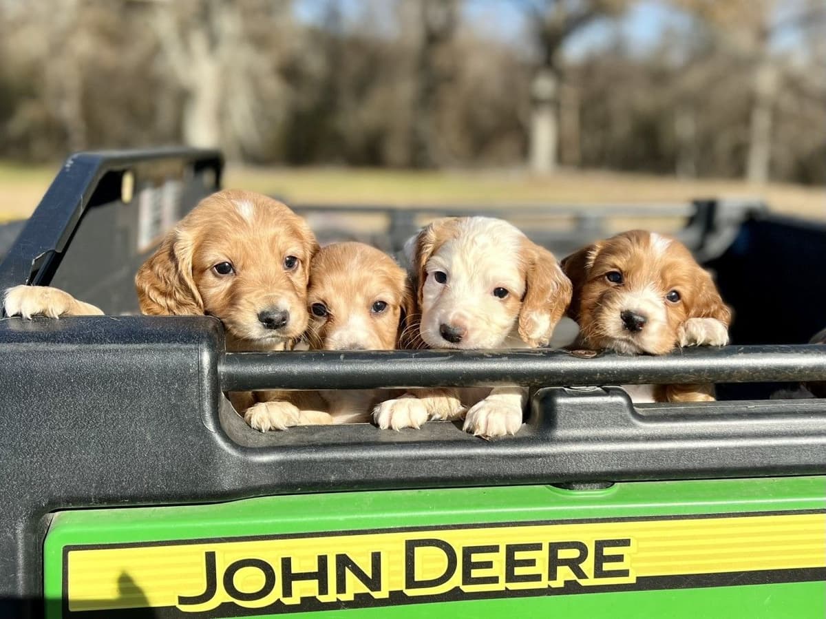 English Cocker Spaniel Puppies breeder image 17