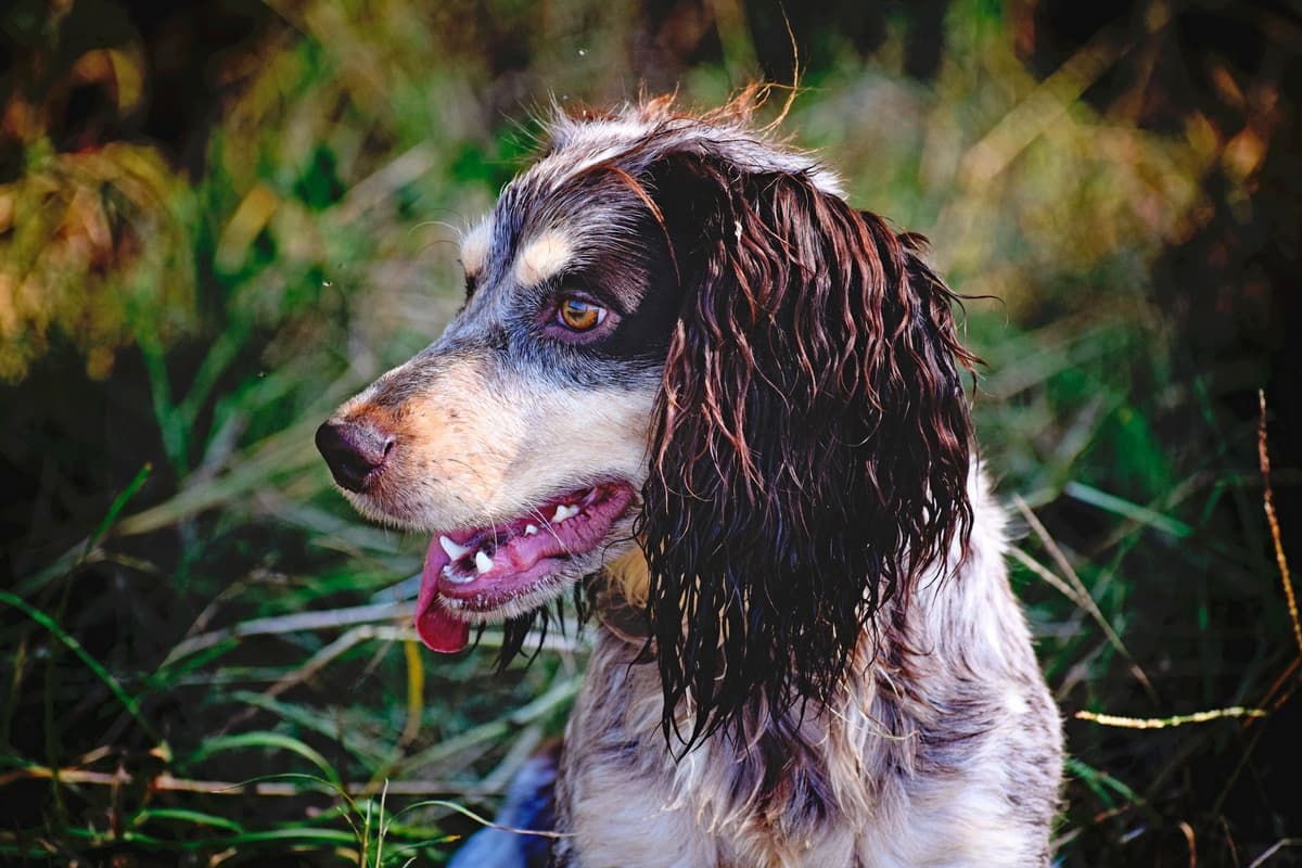 English Cocker Spaniel Puppies breeder image 18