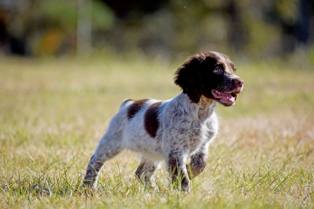 English Cocker Spaniel Puppies breeder image 19