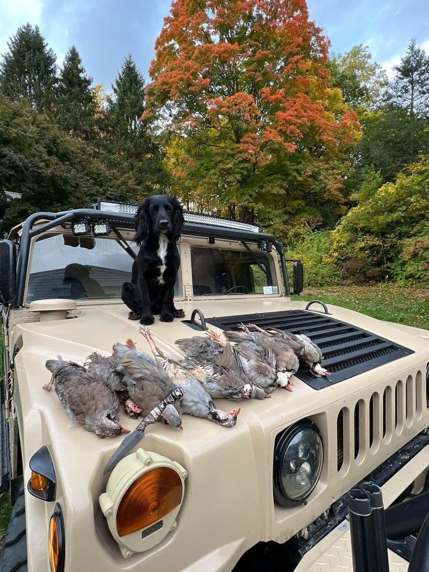 English Cocker Spaniel Puppies breeder image 5